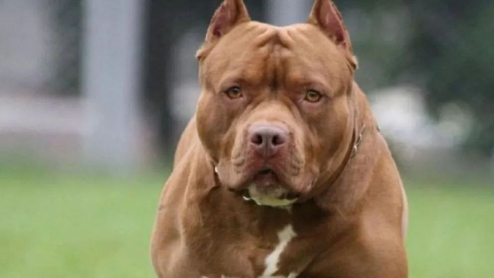 Un hombre fue atacado por un pitbull y tuvo que ser intervenido quirúrgicamente