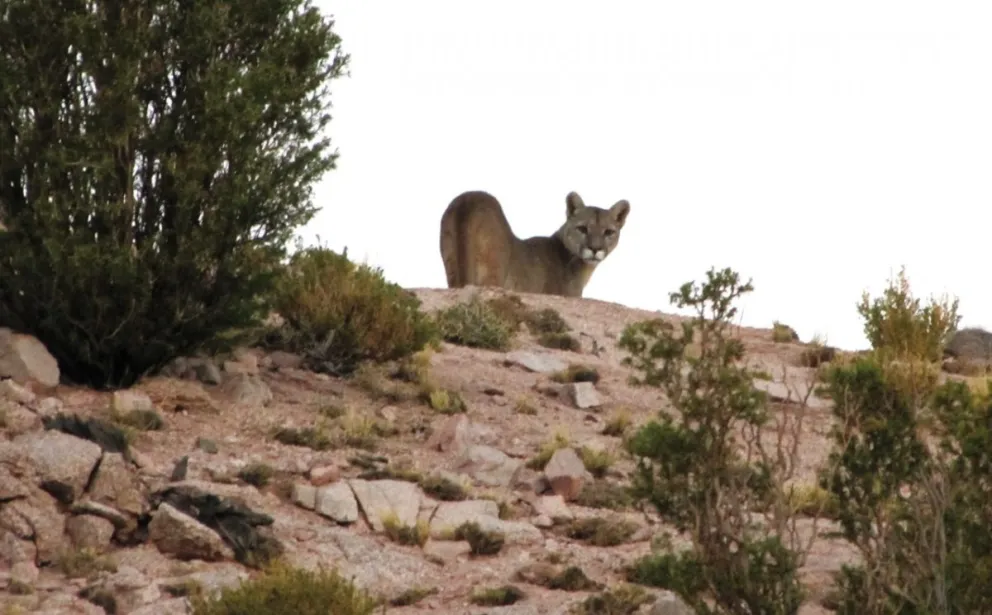 Pumas en Bariloche: ¿algo anómalo o deberíamos naturalizarlo?