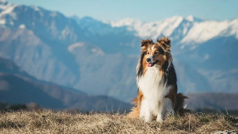 Científicamente comprobado: estas son las 10 razas de perro más inteligentes