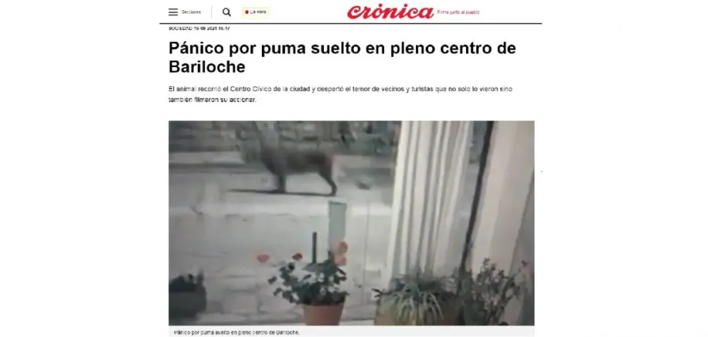 Memes y titulares en medios nacionales: cómo fue la repercusión de la aparición del puma en el centro de Bariloche