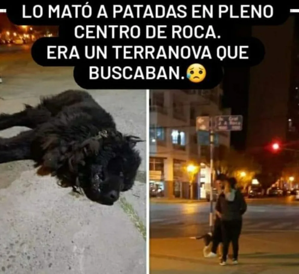 Mató a un perro a patadas porque se acercó a su mascota