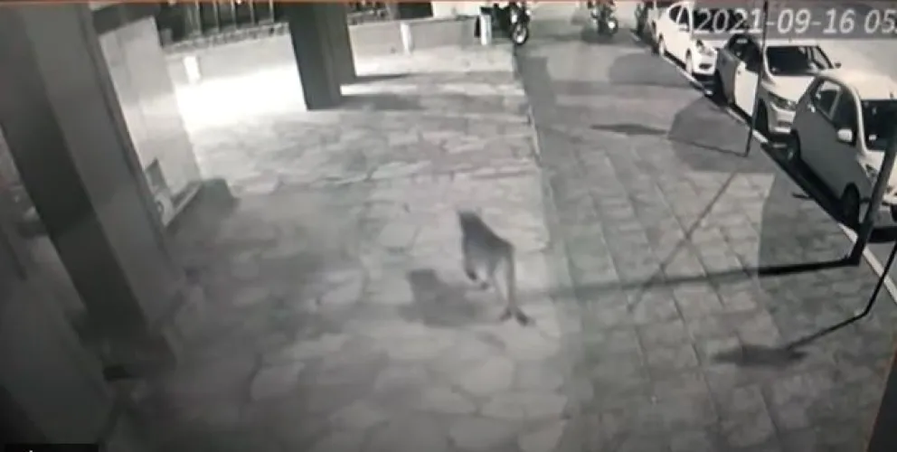 ¿Por qué aparecen animales salvajes en el radio urbano?