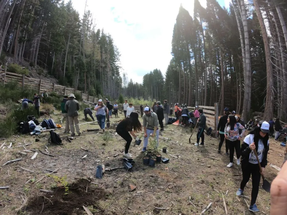 Plantaron nativas y realizaron mejoras en isla Victoria