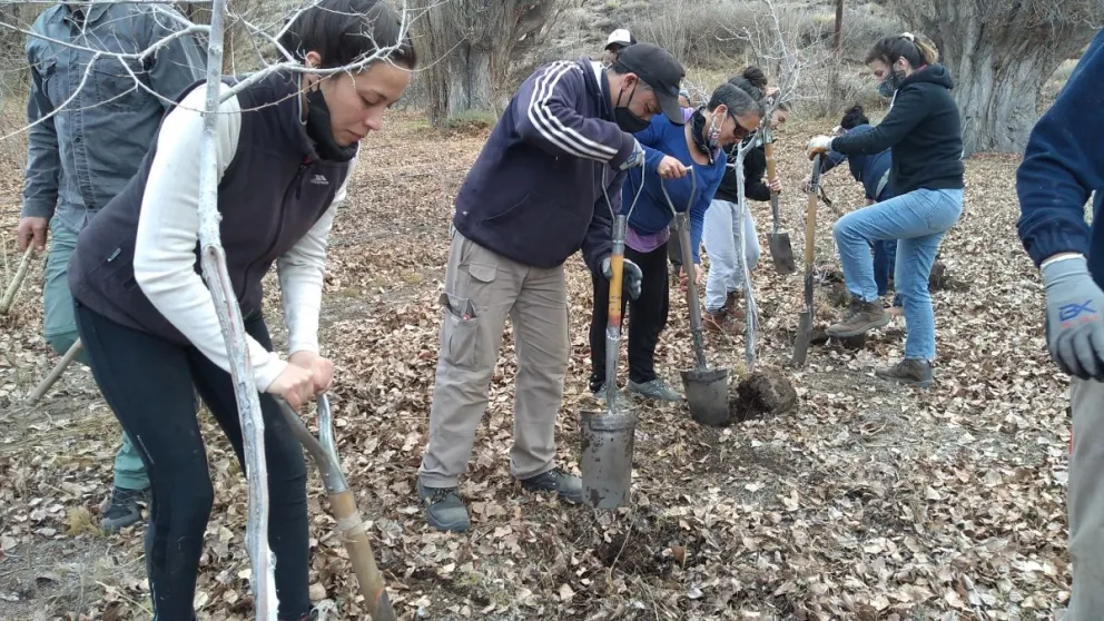 Extrajeron exóticas del Parque Municipal Llao Llao y las plantaron en la Línea Sur