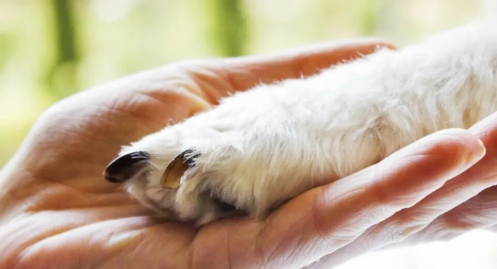 Duelo: presentaron un proyecto de ley para otorgar licencia por la muerte de una mascota 