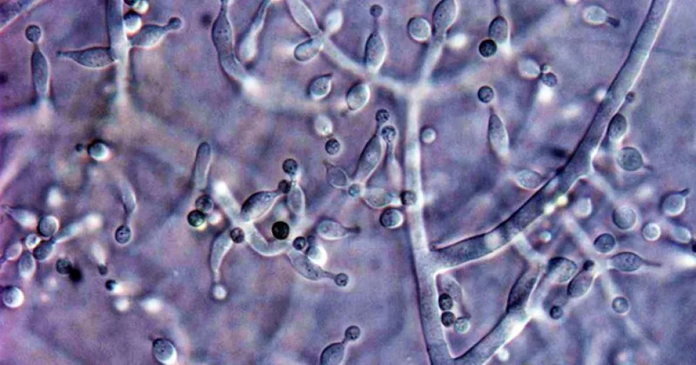 Descubren tres nuevas especies de hongos que podrían reemplazar a los agroquímicos