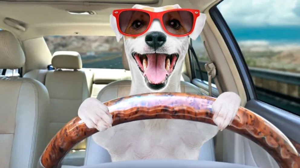 Lo que tenés que saber para viajar en auto con tu mascota: qué documentos necesitás 