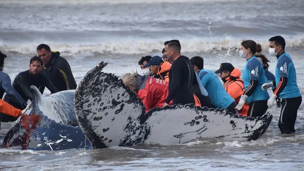Dos ballenas que estaban varadas en la costa bonaerense fueron regresadas al mar
