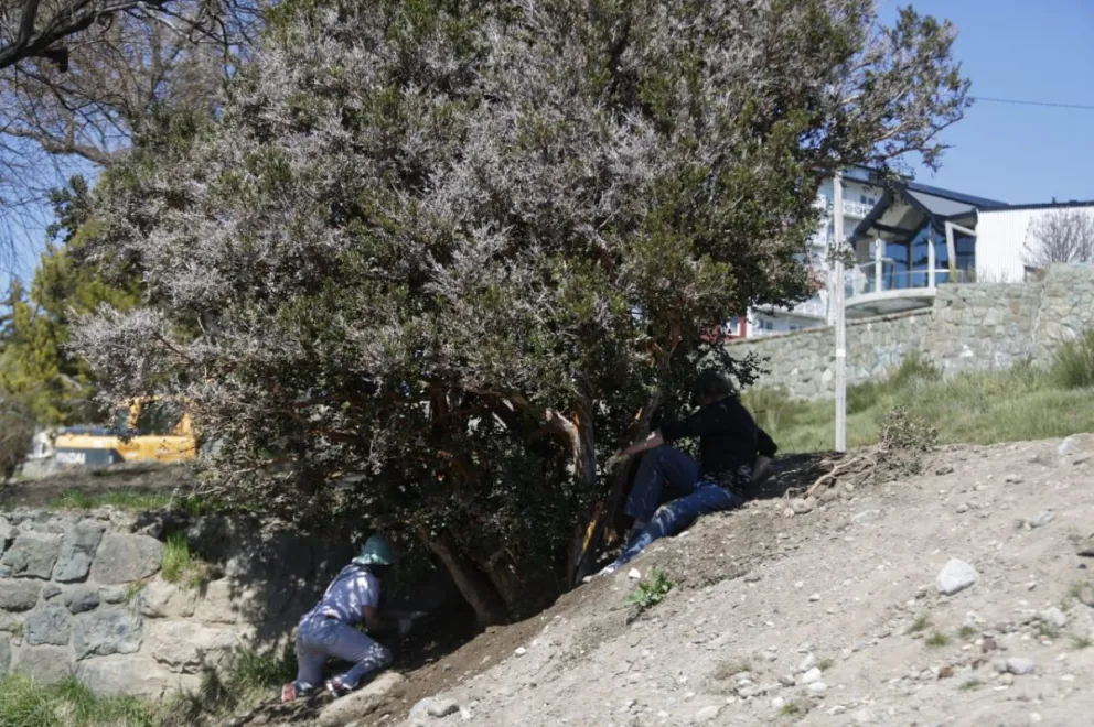Pala en mano, defienden a un arrayán de la obra del colector costanero 