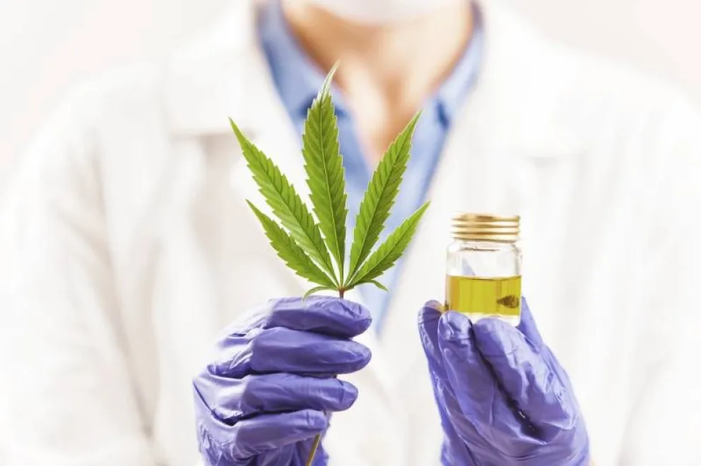 Estos son los resultados de la Primera Encuesta Nacional de Usuarios de Cannabis en Argentina