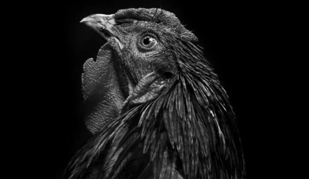 El canto de un gallo