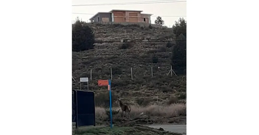 Un pequeño ciervo sorprendió a los vecinos de Dina Huapi 