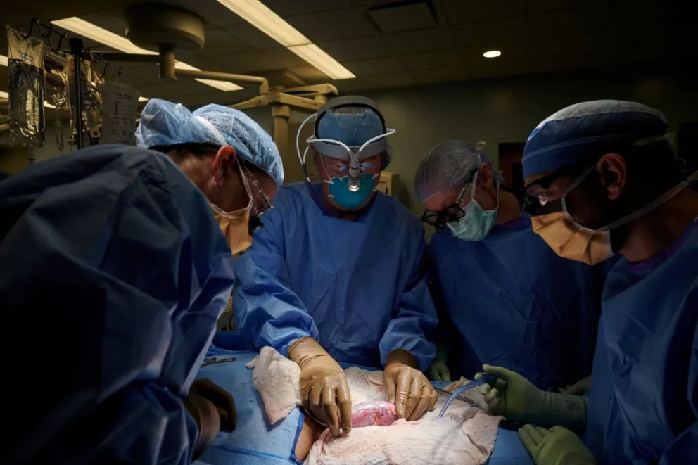 Histórico avance científico: trasplantaron un riñón de cerdo a un cuerpo humano y fue un éxito