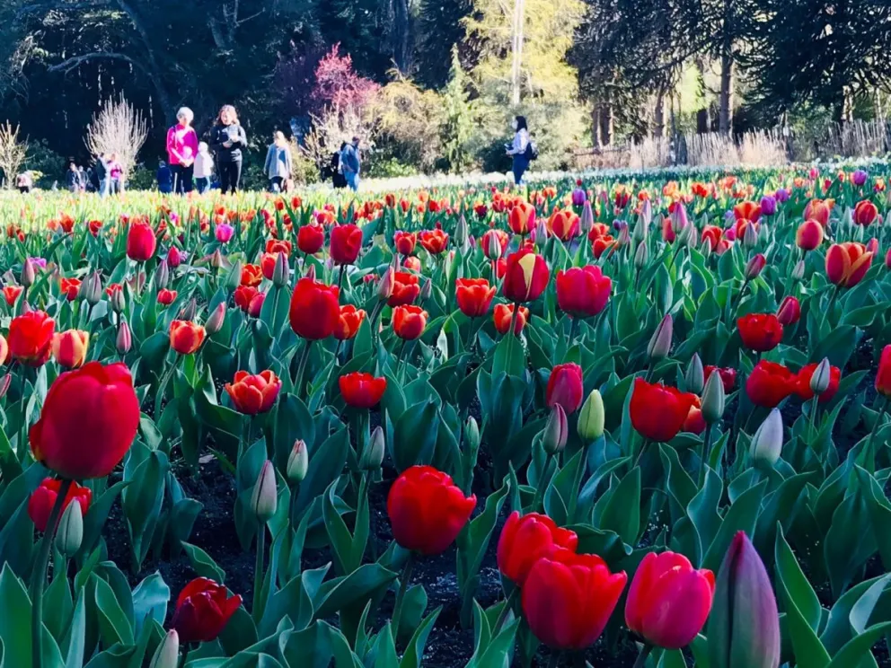 En octubre se lucen los tulipanes de península San Pedro