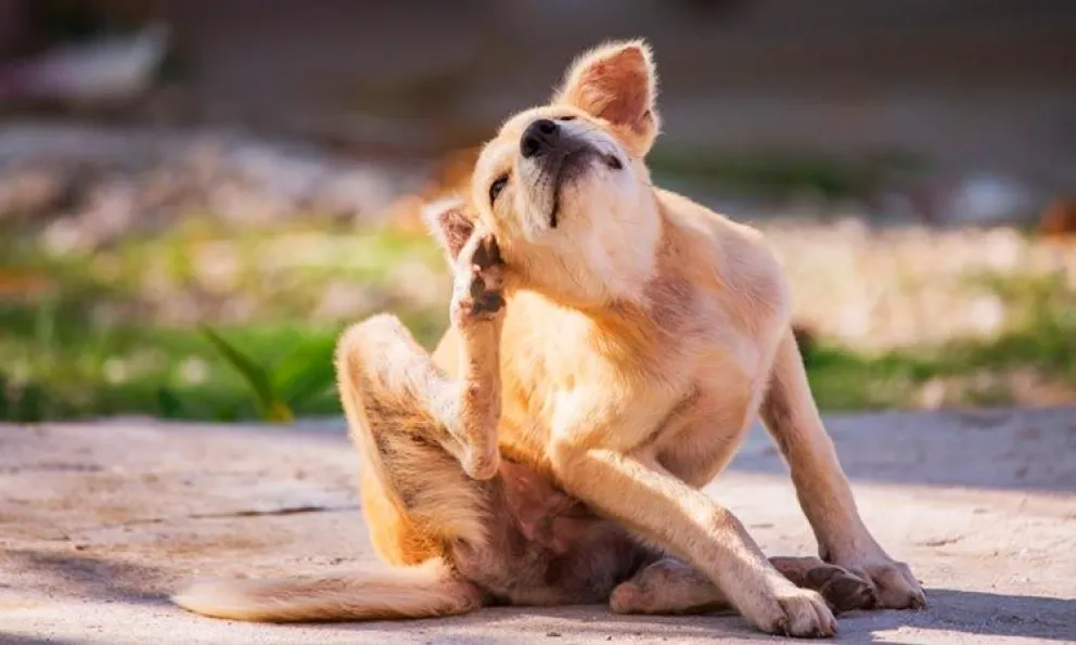 Época de garrapatas y pulgas: cómo proteger a nuestras mascotas