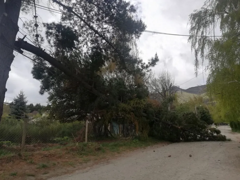 Las fuertes ráfagas en Bariloche hacen estragos con los árboles