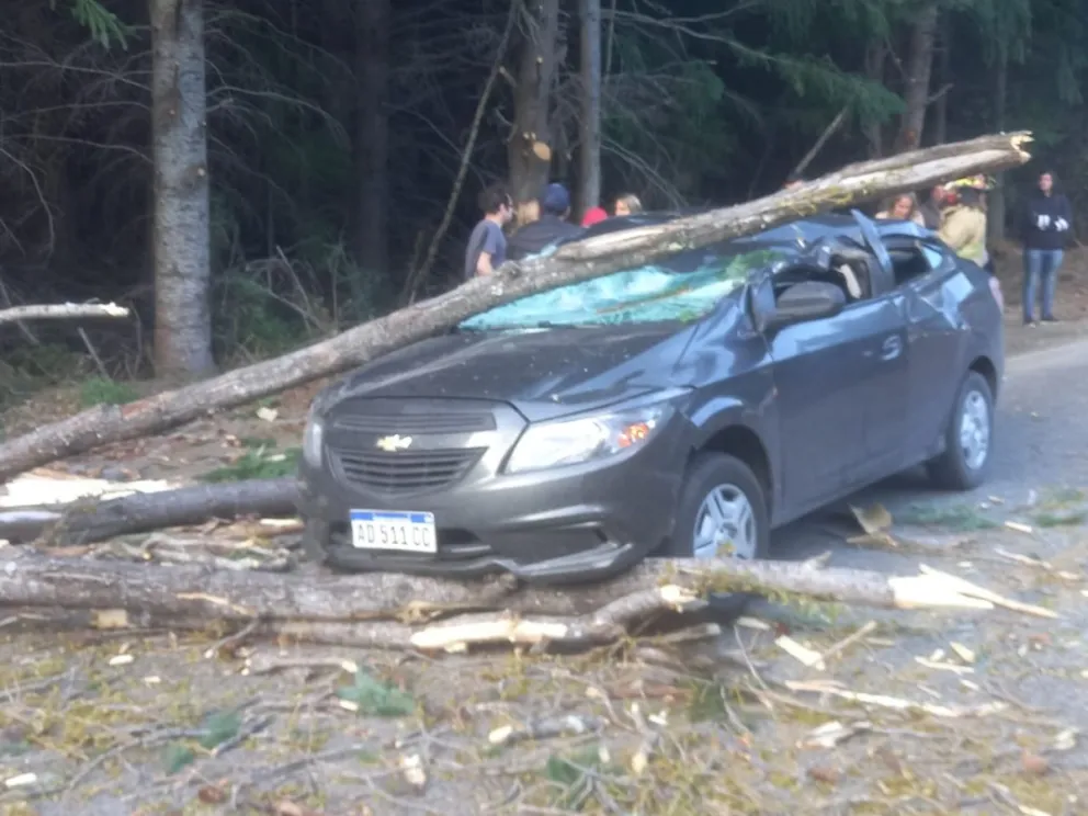 Turistas se salvaron de milagro: un árbol cayó sobre su vehículo 