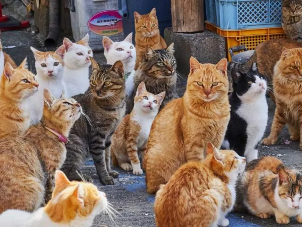 Un censo realizado a nivel mundial determinó cuál es "la ciudad de los gatos" 