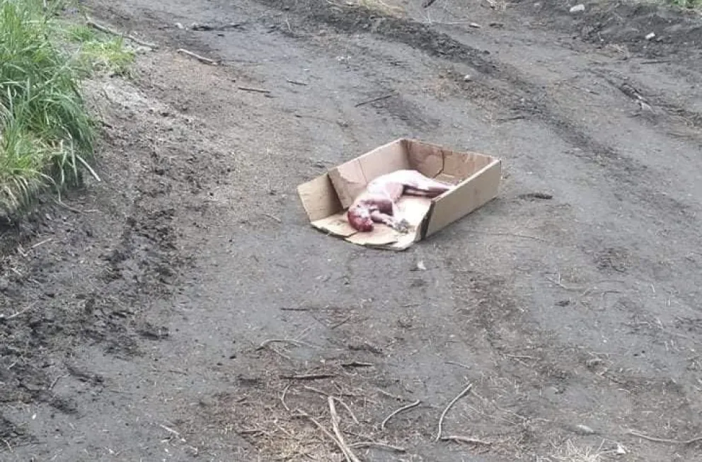 Mataron a un gato montés, lo "cuerearon" y lo dejaron tirado en el acceso a una laguna  