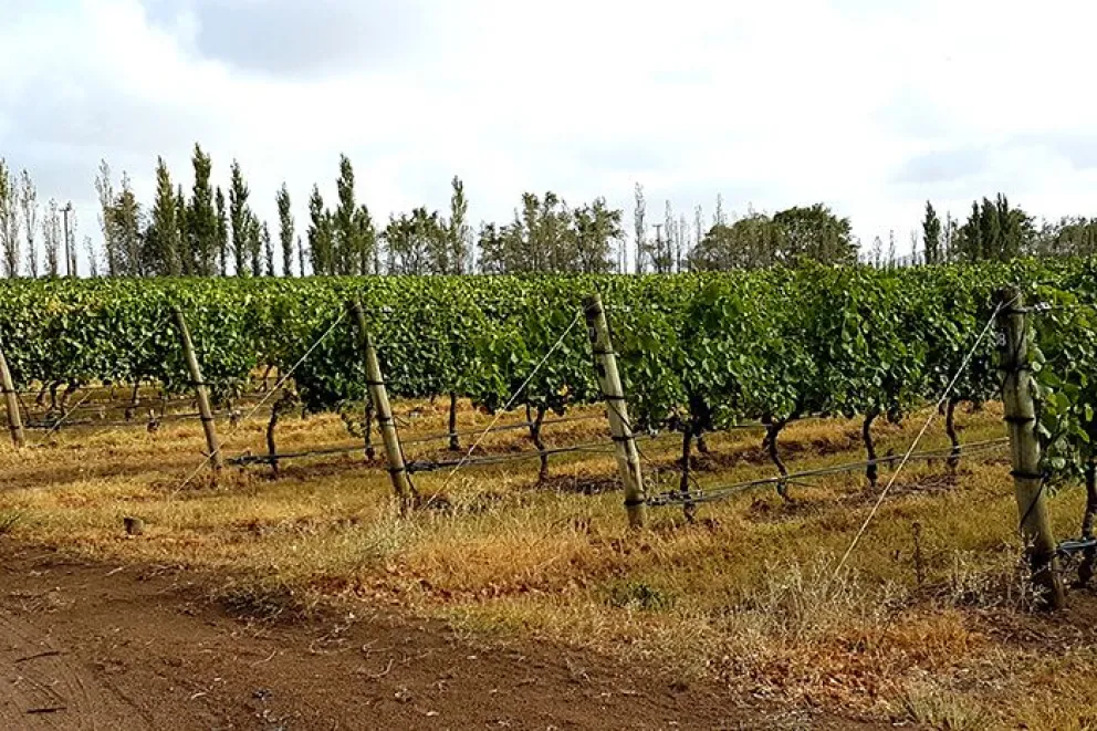 Comprueban la influencia del clima en la diversidad bacteriana del suelo, las uvas y el vino