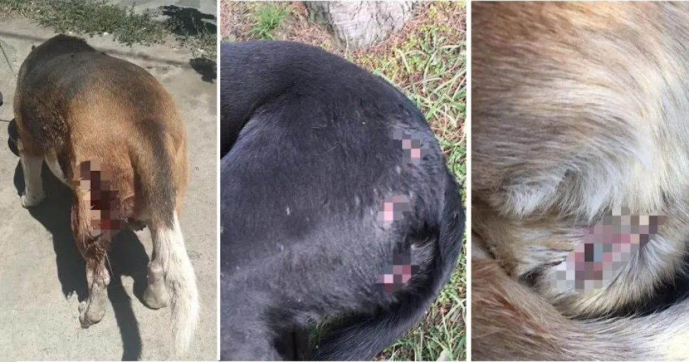 Indignante: denuncian que perros callejeros son apuñalados