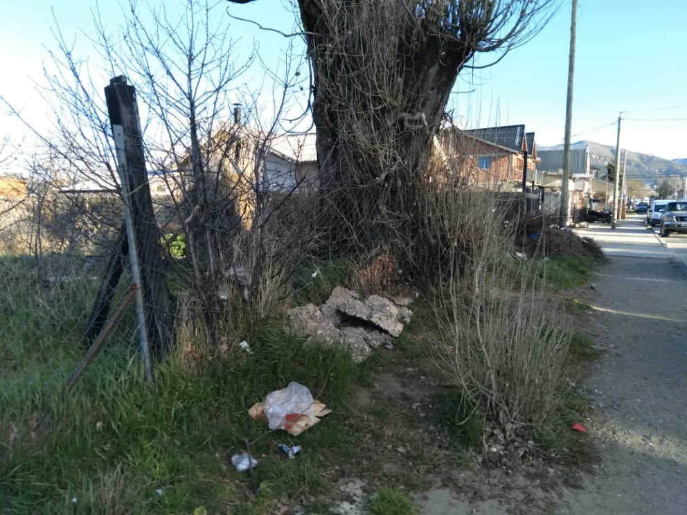 “Tengo pánico de que un álamo se caiga sobre nuestra casa”