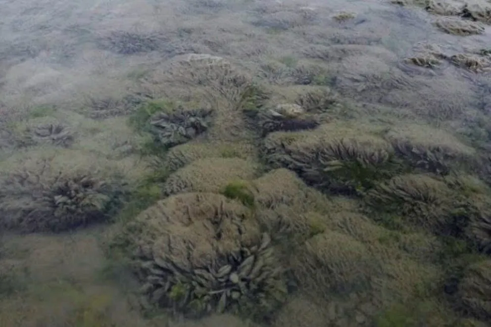 Preocupa el efecto que produce el “moco de roca” en los peces de aguas rionegrinas