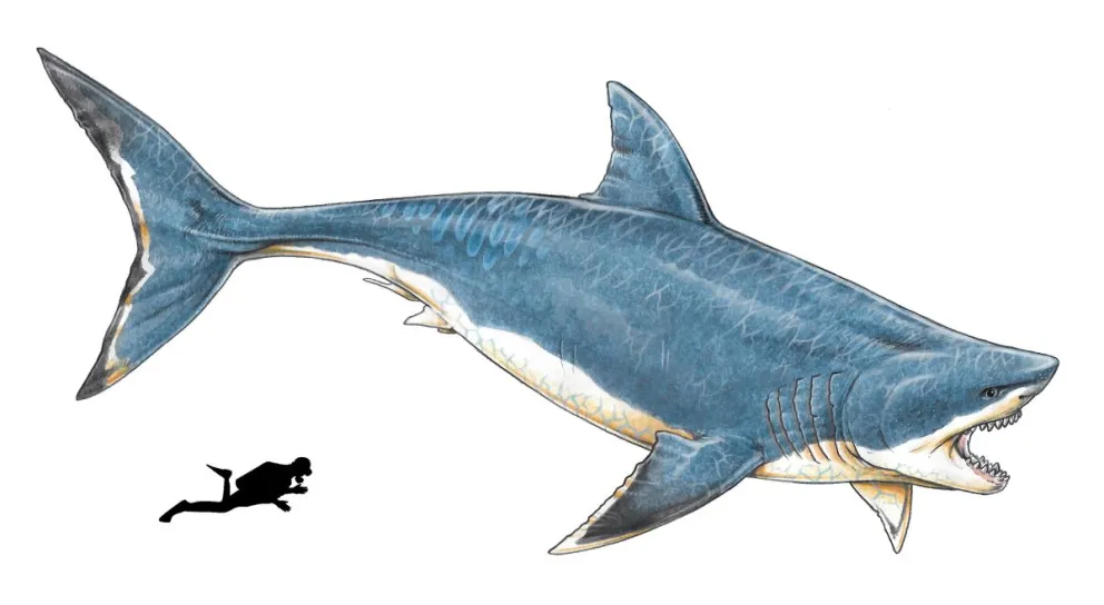 Hallan el diente de un tiburón prehistórico gigante