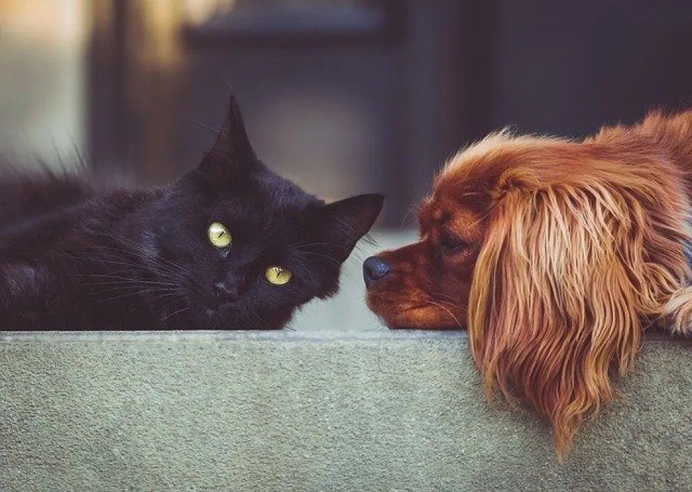 Comprueban en perros y gatos el aumento de la resistencia de bacterias a los antibióticos