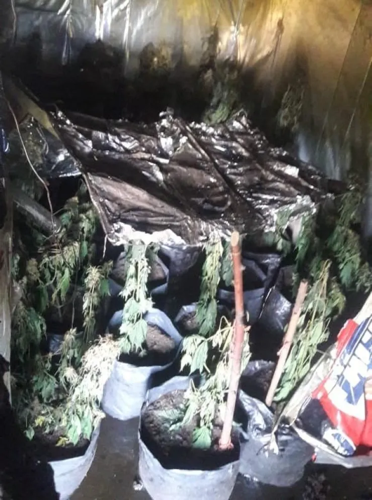 Detectan cerca de 60 plantas de cannabis sativa tras un incendio en El Bolsón