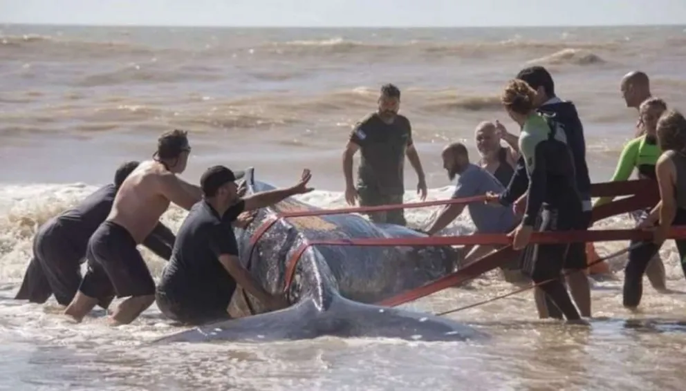 Rescatan a ballena encallada en Villa Gesell