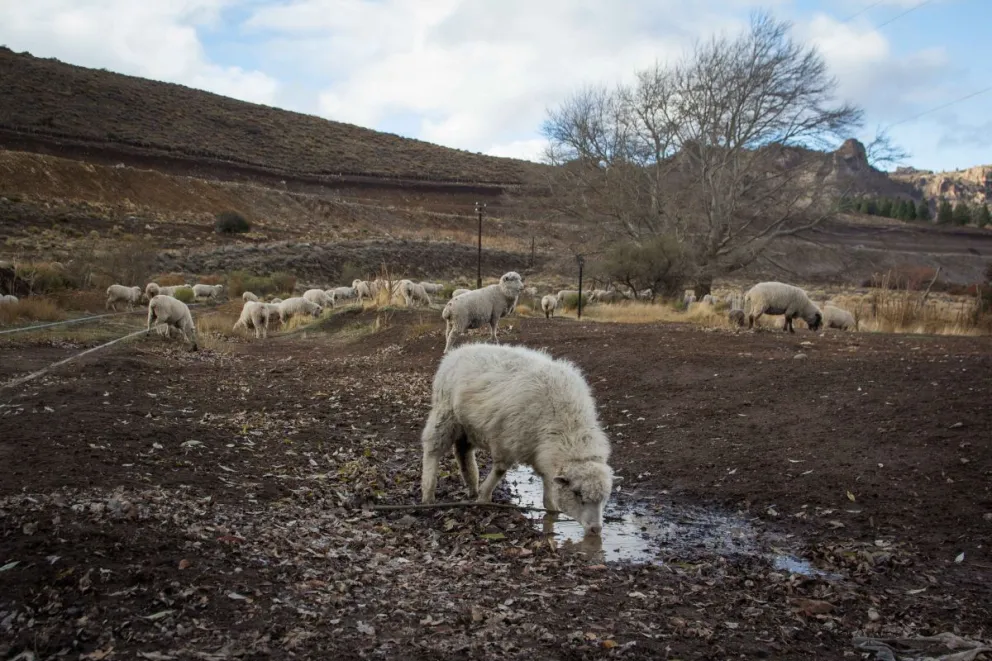 Convocan a la comunidad a sumarse a la campaña "Un fardo de pasto para mi oveja"