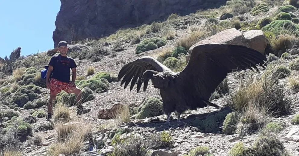Encuentro cercano con un majestuoso cóndor andino
