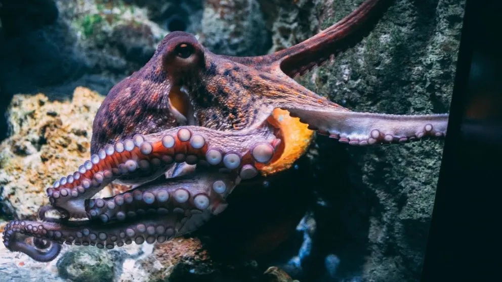 Reino Unido reconoce a las langostas, cangrejo y pulpos como seres que sienten dolor y angustia