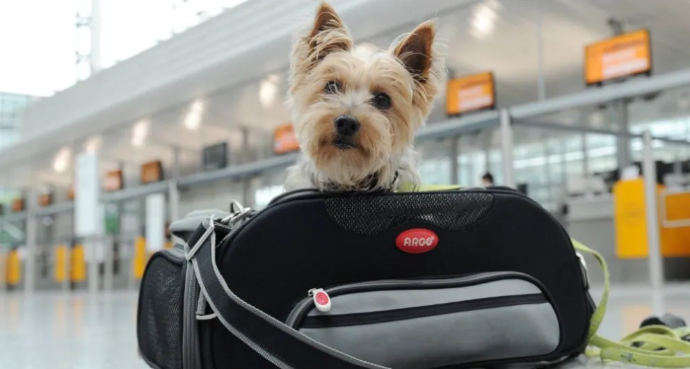 Cómo tramitar el Certificado Veterinario Internacional para llevar a tu mascota de vacaciones 
