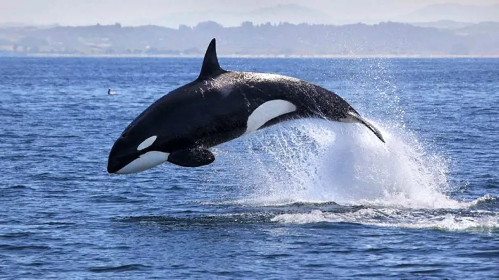 Cara a cara con una orca