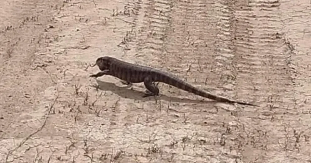 Encontraron un lagarto en Contralmirante Cordero