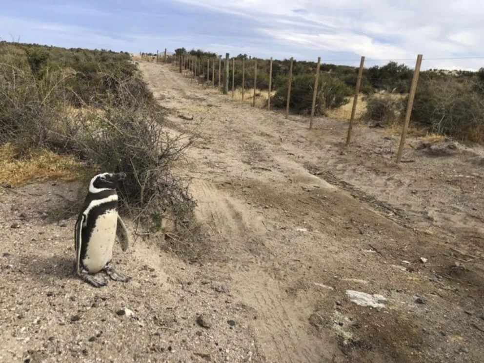 Avances significativos en la investigación por la matanza de pingüinos en Chubut 