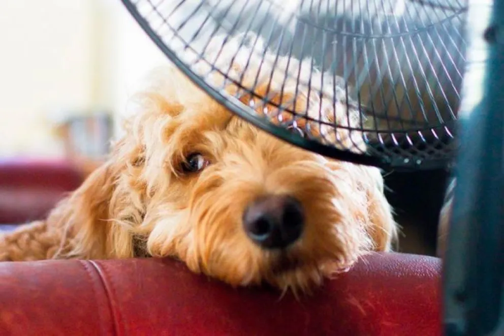 Qué hacer para proteger a perros y gatos de un golpe de calor