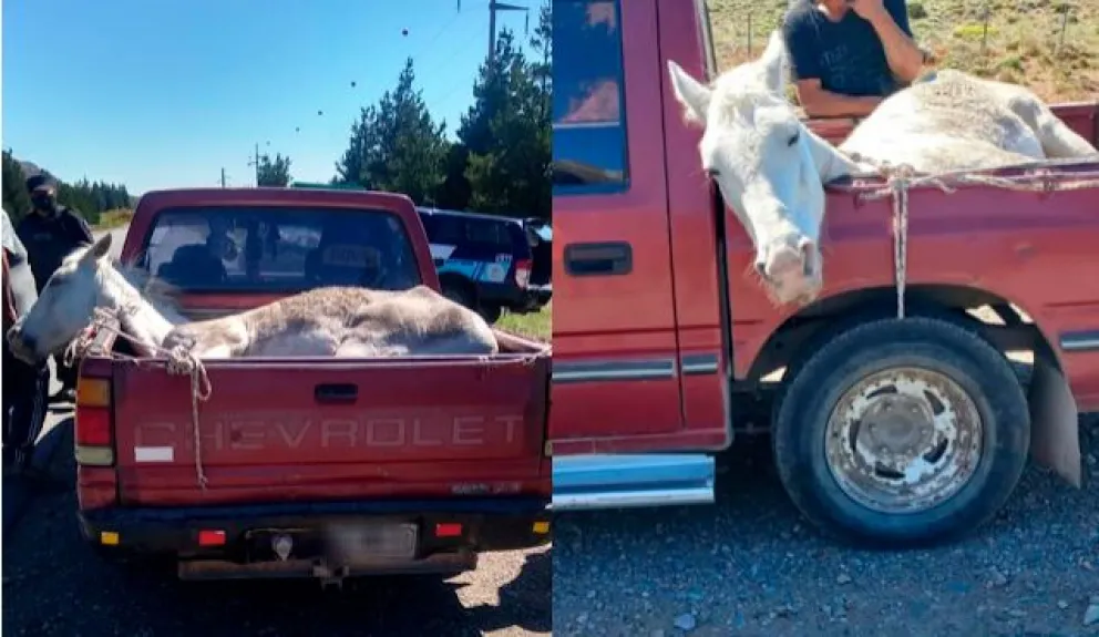 Crueldad: trasladaban un caballo atado en la caja de la camioneta