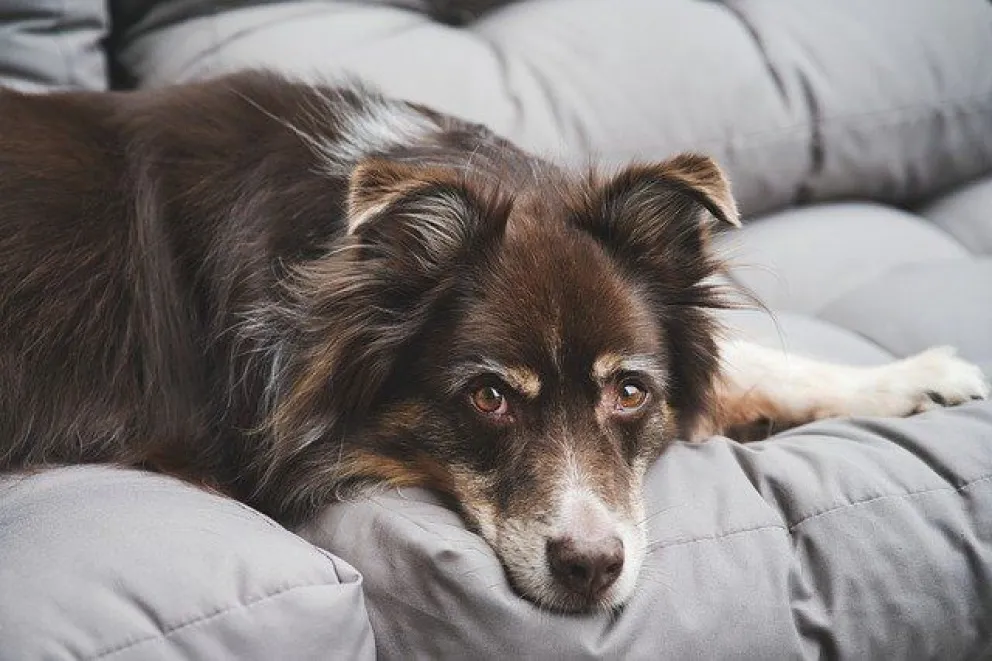 ¿Tratás a tu perro como a un hijo? Podría traer consecuencias negativas