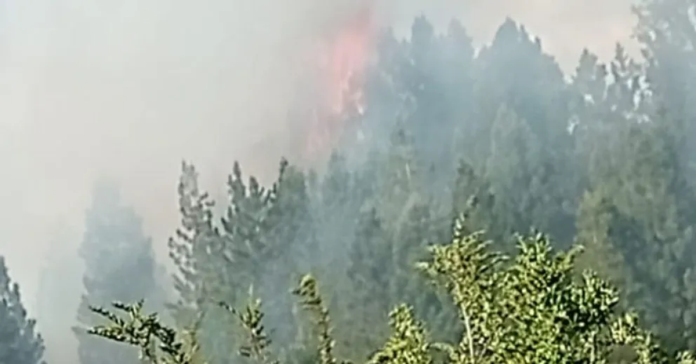 Vieron a tres jóvenes cuando iniciaban un incendio forestal cerca de la ruta de Circunvalación 