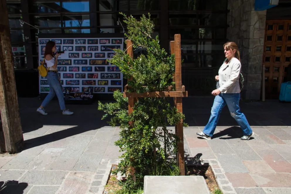 ¿Cómo están los arrayanes que se plantaron en calle Mitre?