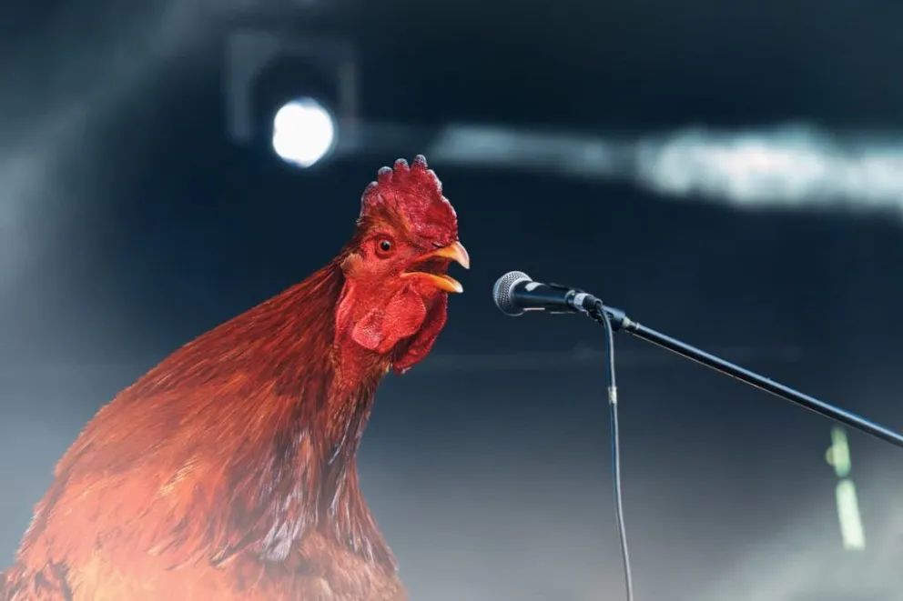 Absolvieron al dueño del gallo que causaba "disturbios": a qué conclusión llegaron