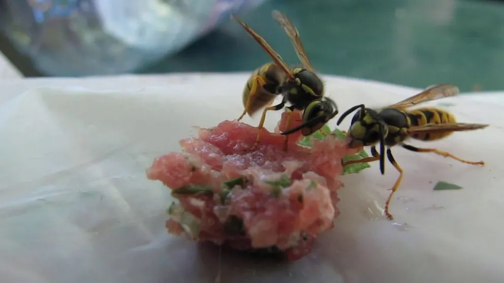 Abeja carnívora: una especie evolucionó y ahora produce miel de "carne"