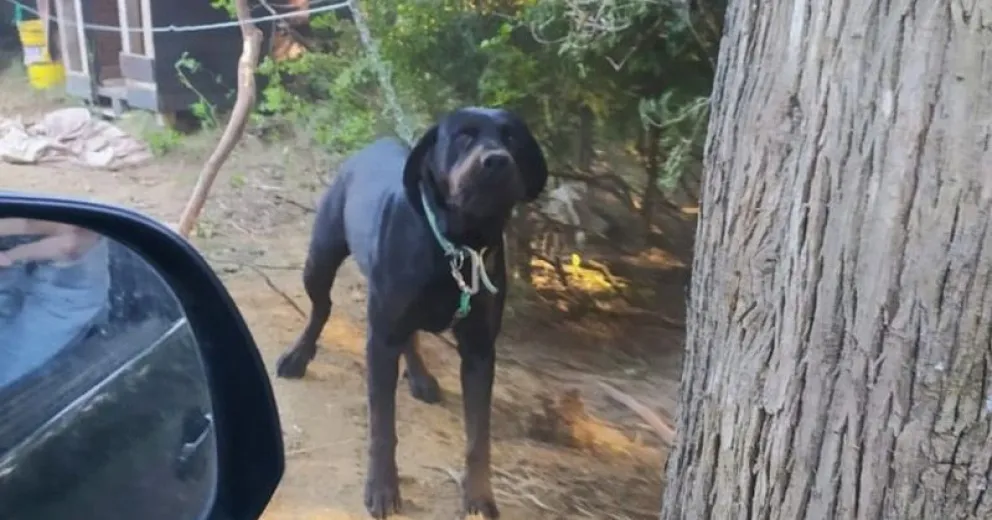 Denuncian que dos perros atacaron a una mujer y le produjeron graves heridas