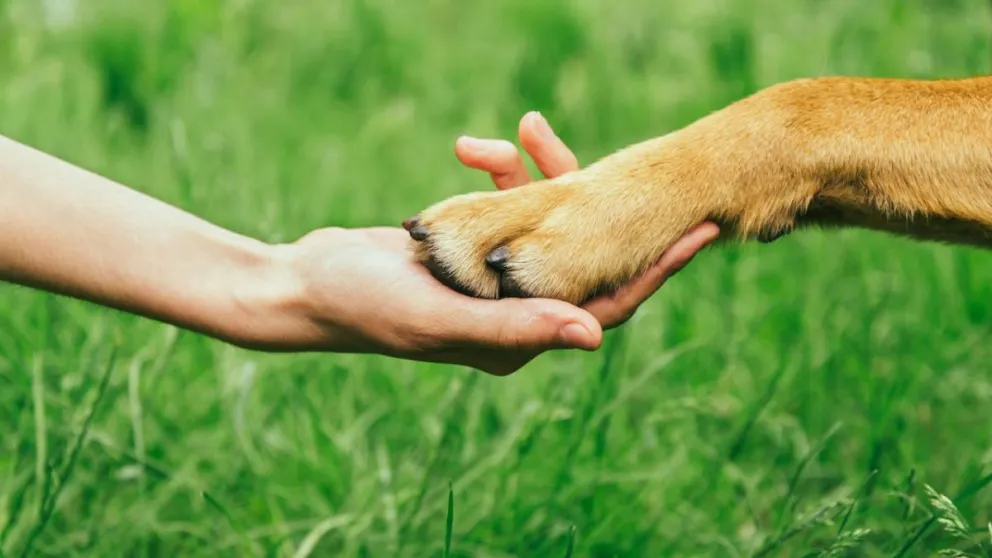 ¿Tu perro te suele dar la pata? Te explicamos qué significa