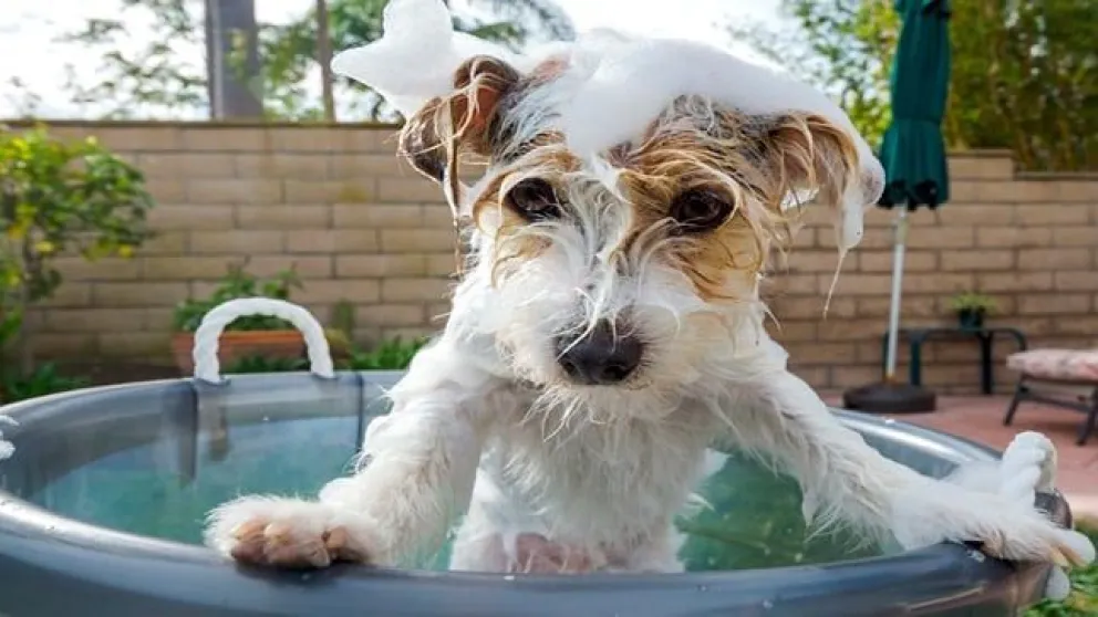 Cada cuánto es conveniente bañar a nuestro perro: tips