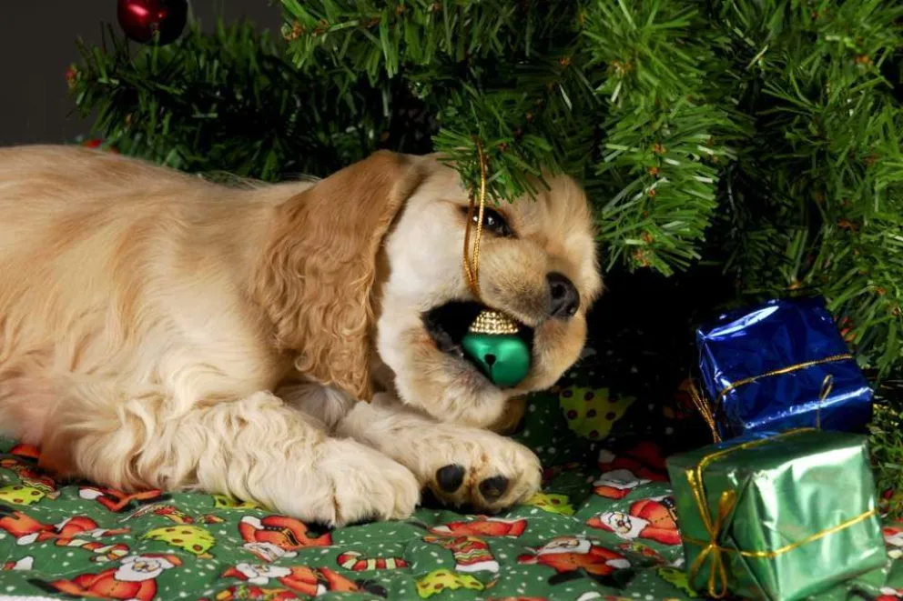 Fiestas y animales de compañía: cómo cuidarlos de la pirotecnia y alimentos  