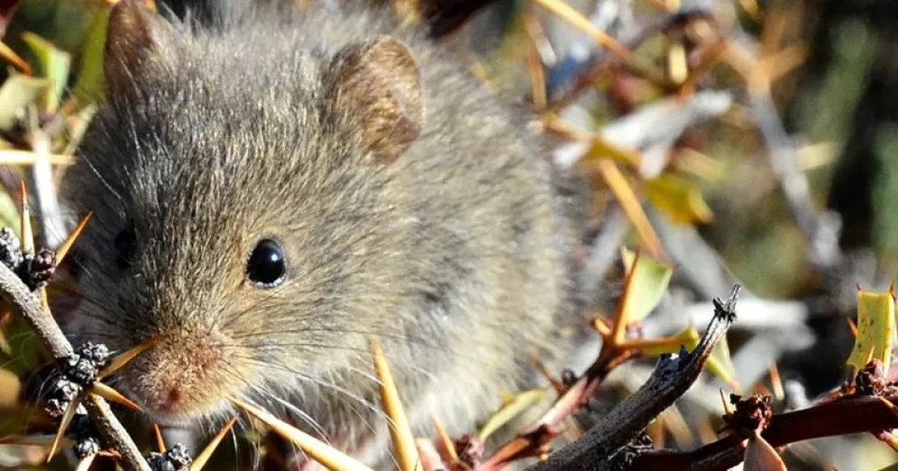 Habrá que esperar si detectan síntomas en sus contactos estrechos.